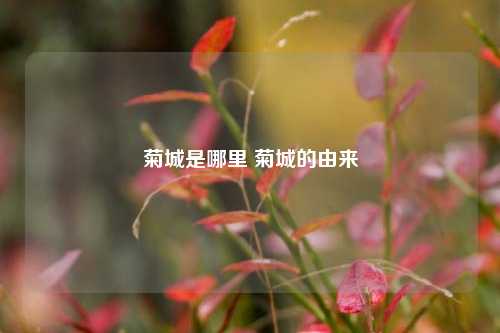 菊城是哪里 菊城的由来