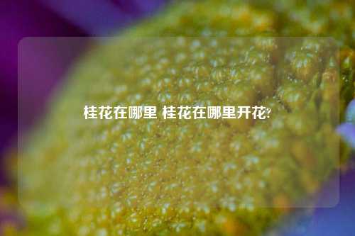 桂花在哪里 桂花在哪里开花?