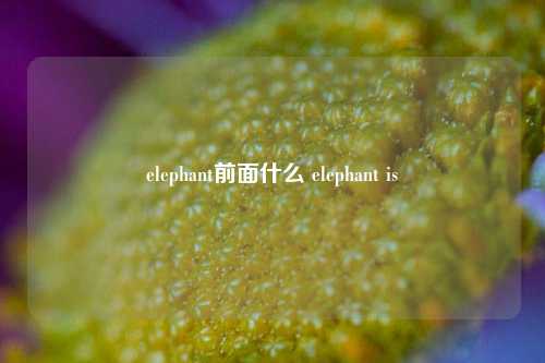 elephant前面什么 elephant is